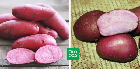 Особенности красных сортов картофеля